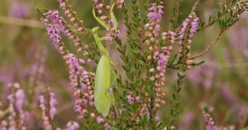 Entomologická vycházka na vřesoviště a do vinic