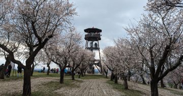 Rozhledna Mandloňové sady Hustopeče u Brna