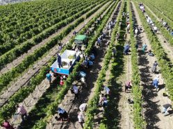 Retro vinobraní a mistrovství ve sběru hroznů