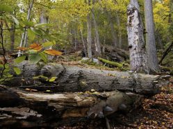 Pojďte s námi do lesa – 30 let péče o lesy v národních parcích