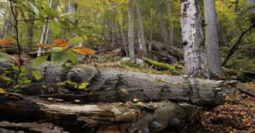 Pojďte s námi do lesa – 30 let péče o lesy v národních parcích