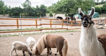 Zookoutek na Ranči pod Skálou – Poznejte naše zvířecí kamarády a rančerskou práci