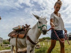 Oslí stezka Svárov - zažijte procházku/túru s oslíkem