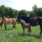 Farma Čeřeniště - zažijte celý den na farmě