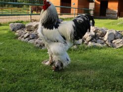 Soukromá výuka jízdy na koních a ponících na ranči Hlučín