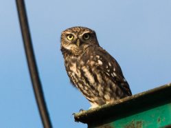 Záchranná stanice a Dům přírody Poodří Bartošovice