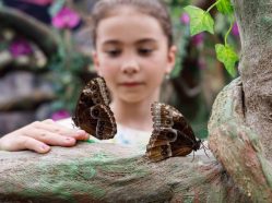 Papilonia motýlí dům Lipno - Objevte krásu motýlů