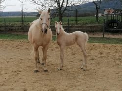 Hodina na statku Bezdědice - vyjížďka vč. krmení koní a hříbat