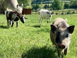 Pastvina Šumava - jedlý park a minizoo