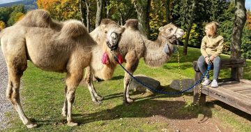 Cameltreking: Procházka s velbloudem – Zažijte unikátní dobrodružství v Krkonoších