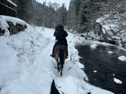 Ranč Divoká růže Horákov - vyjížďky na koních po okolí Brna