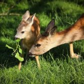 Zoocentrum Srdov - ideální místo pro milovníky přírody