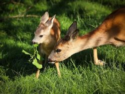 Zoocentrum Srdov - ideální místo pro milovníky přírody