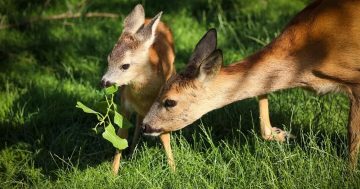 Zoocentrum Srdov – objevte kouzlo místní fauny v Srdově