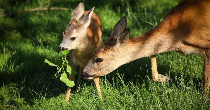 Zoocentrum Srdov - ideální místo pro milovníky přírody