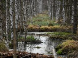 Šumava