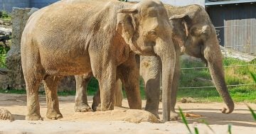 9 nejzajímavějších českých ZOO nabízí unikátní kolekce živočichů